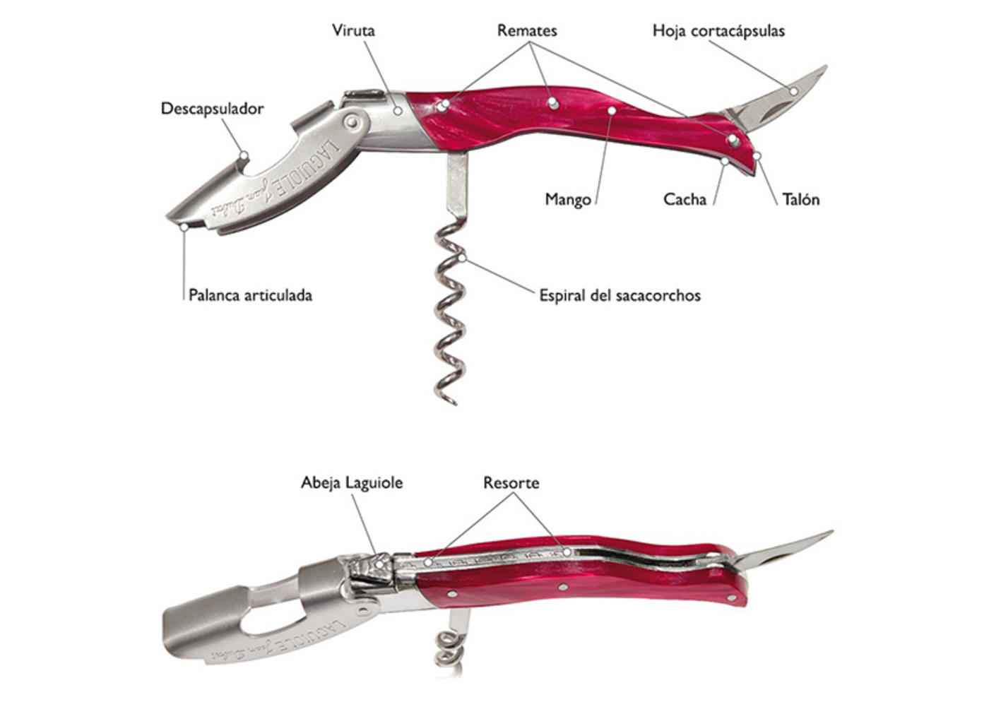 Anatomie_sommelier_millesime_Jean_Dubost_ES_slider